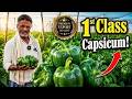 Super Quality Even in the 3rd Harvest! | Learn from a Farmer’s Experience | Capsicum