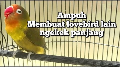LOVEBIRD NGETIK NGEKEK PANJANG 2022