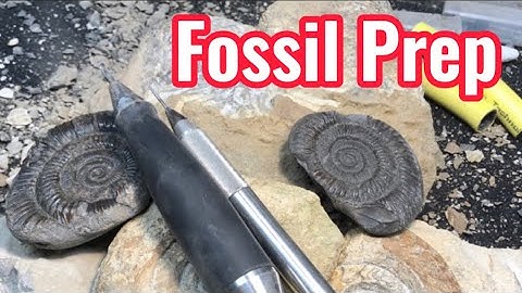 Fossil Prep | Time-Lapse | Air Scribe