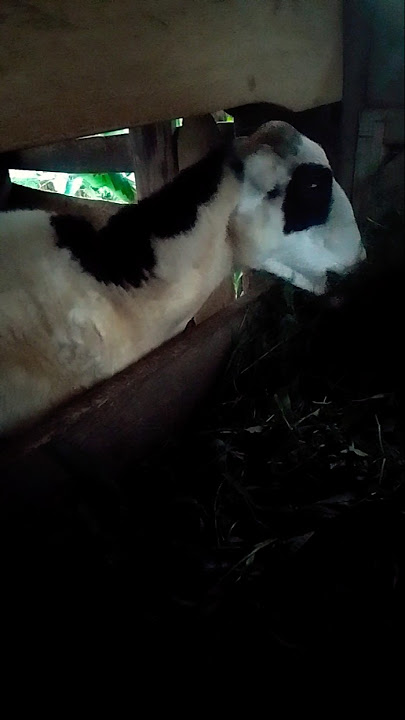 cing mulus berkah Slamet cing lungsur langsar kin Dina waktos na..amin🤲