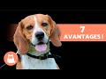 Avantages davoir un beagle  top 7 des raisons
