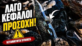 Λαγοκέφαλοι επιτίθενται!