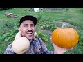 Pigs Helped GROW This Squash and Pumpkin// VLOG