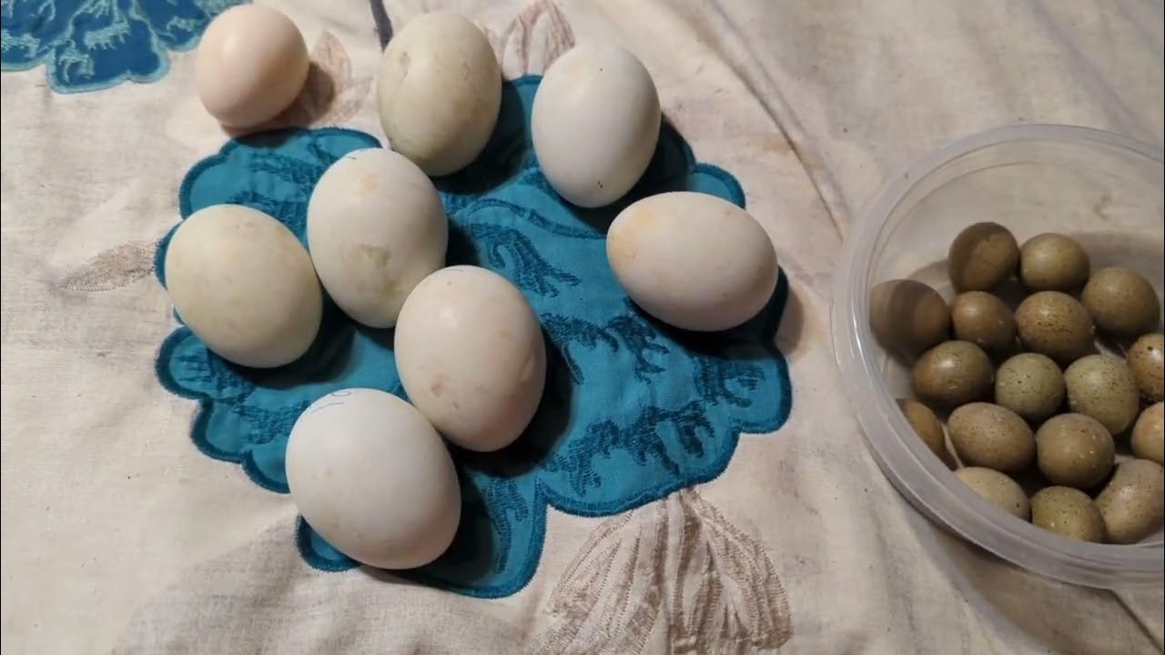 Candling the Blue Egg Silkies to check for fertility. Add Button Quail