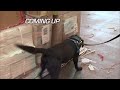 UK Customs Drug Sniffing Security Dogs | Border Patrol