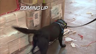 UK Customs Drug Sniffing Security Dogs | Border Patrol