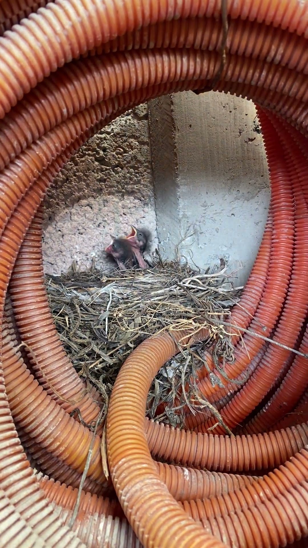 Baby Birds Nestle In Old Hose || ViralHog