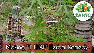 ONE LEAF - Herbal Remedy by SAWIC Herbal Health House - 3H Resimi