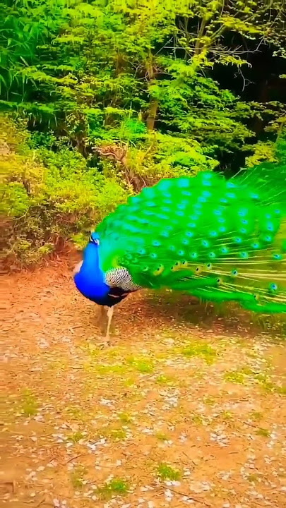 peacock nice voice