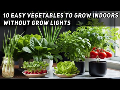 Grow These 10 Vegetables Indoors AnytimeNo Special Lights Needed! - YouTube