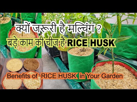 Kyon jaruri hai Mulching ll Benefits of Rice Husk Mulching