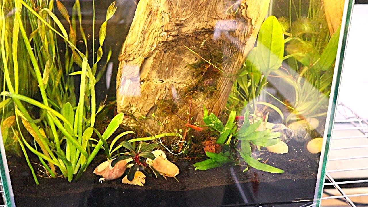 Drip acclimating Freshwater Shrimp - YouTube