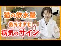 【獣医が解説】猫が水を飲み過ぎる原因とは？1日の飲水量と受診の目安について