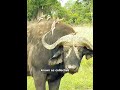 History About The Cape Buffalo on YouTube
