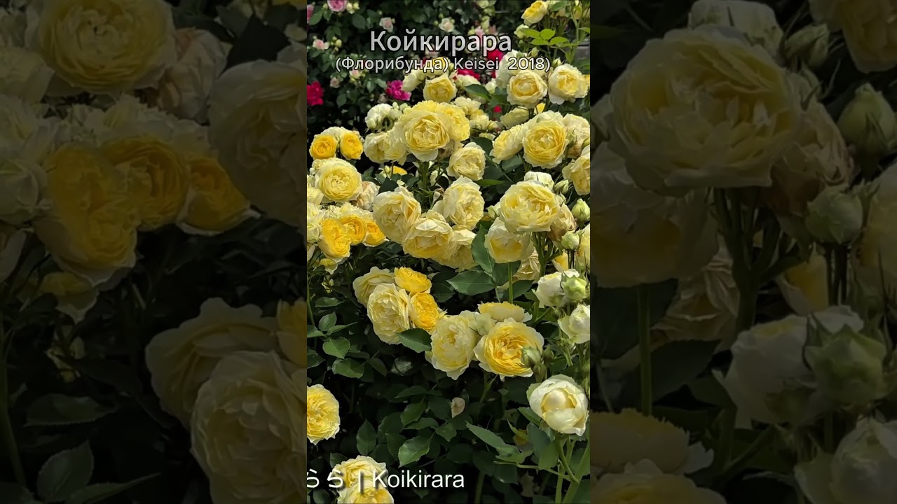 Койкирара — солнечная жёлтая флорибунда из Японии! - YouTube