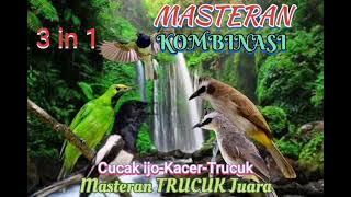 MASTERAN 3 in 1 Paling di Cari || Kombinasi Trucukan-Cucak ijo-Kacer