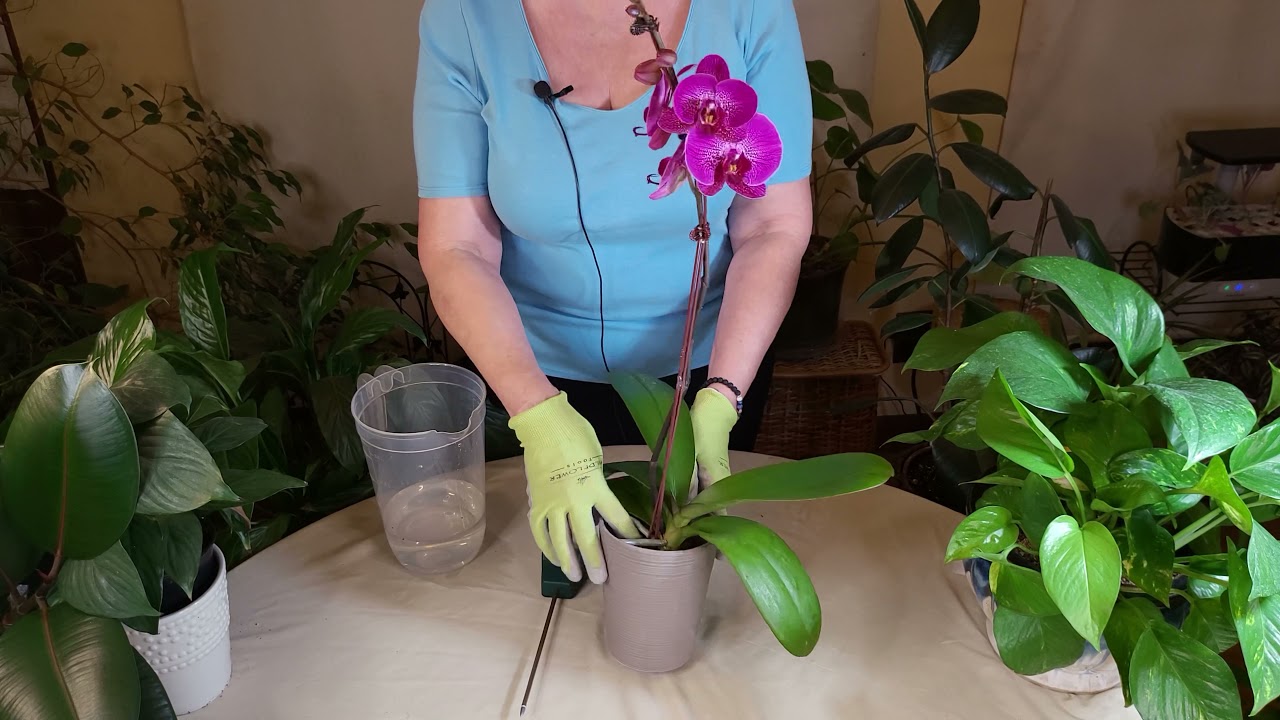 Watch me water my orchids in sphagnum moss. Lots of moss growing tips. 