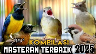 🔴BIKIN MELONGO MASTERAN TERBAIK CUCAK CUNGKOK JENGGOT KAPAS TEMBAK TEPUS KEPALA ABU GEREJA TARUNG