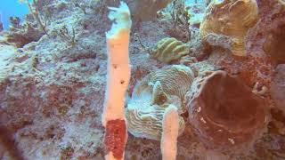 Coco Cay, Bahamas by Jim Ryan 116 views 4 years ago 12 minutes, 20 seconds