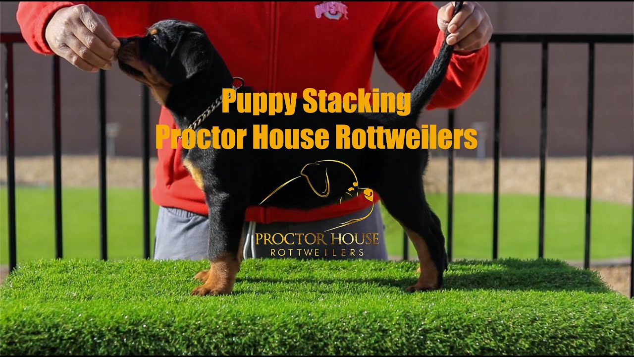 Stacked Rottweiler How To Stack Rottweiler Puppies In 2021 - YouTube