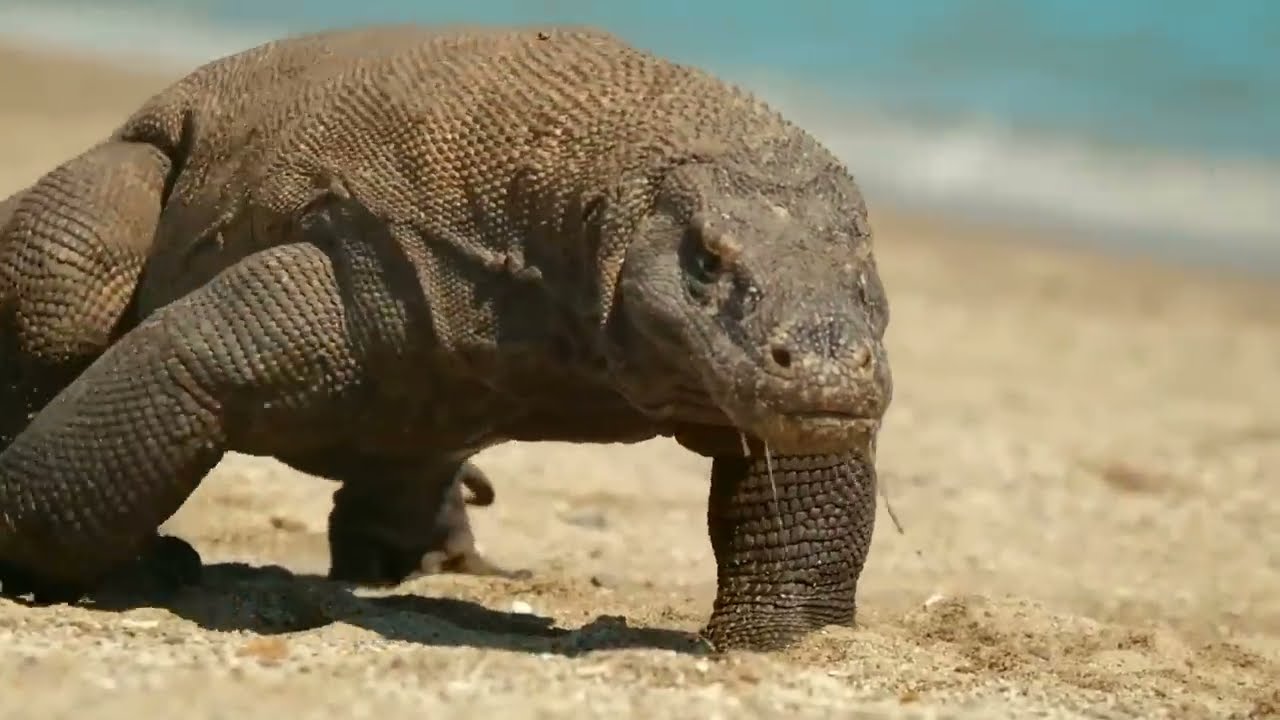 कोमोडो ड्रैगन के 10 सबसे खतरनाक हमले । 10 Powerful Attacks Of Komodo Dragon In Wild Animals