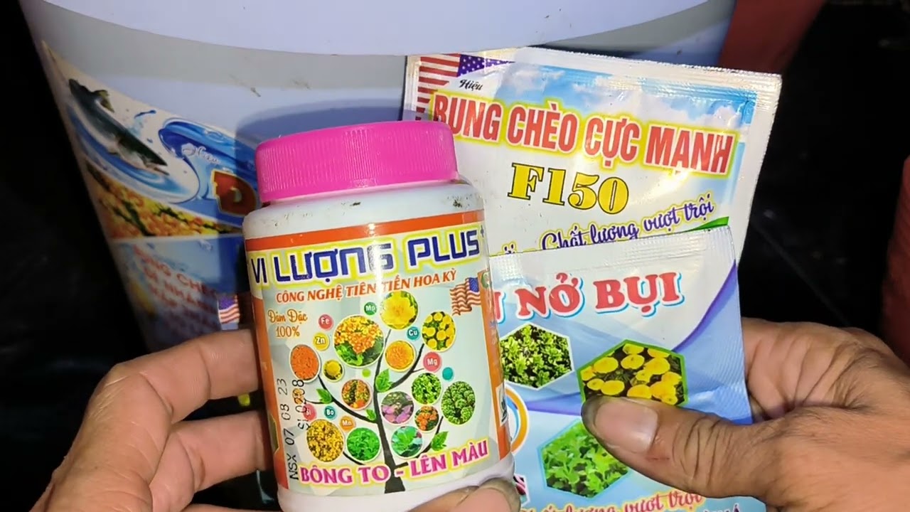 Cách trồng cúc pico Tết 2024 phần 2 - Ngắt đọt lần 1