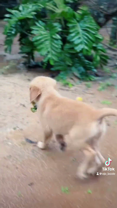 මෙහෙයුම | @ThisisOJO #ojo #goldenretriever #doglover