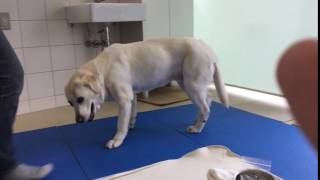 Vol 10 老犬のリハビリテーション 横浜市戸塚区の動物病院 Vol 10 老犬のリハビリテーション 横浜市戸塚区の動物病院