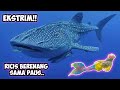 VIDEO TER-EKSTRIM.. Ricis Berenang Sama Paus!! Jangan Ditiru...