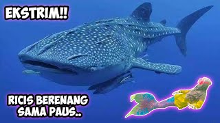 VIDEO TER-EKSTRIM.. Ricis Berenang Sama Paus!! Jangan Ditiru...