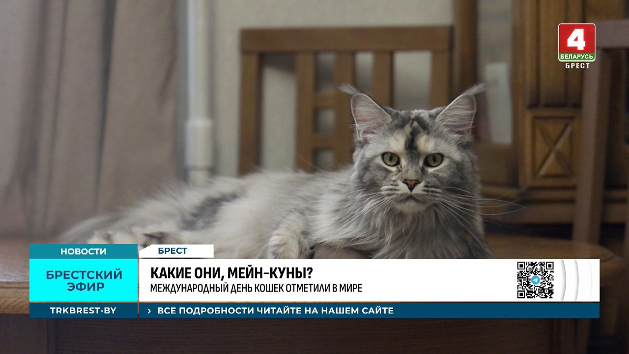 КАКИЕ ОНИ, МЕЙН КУНЫ?