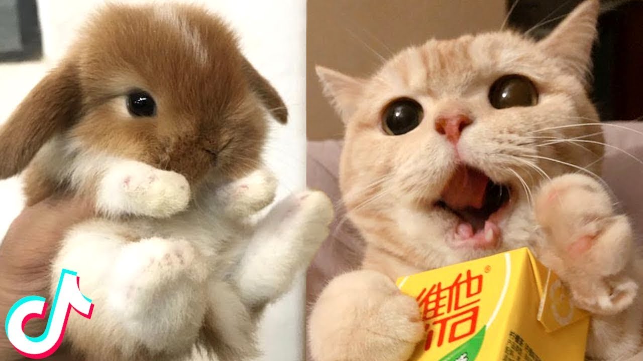 Adorable TikTok Pets that Will Make your Day Better 100% 🥰 - YouTube