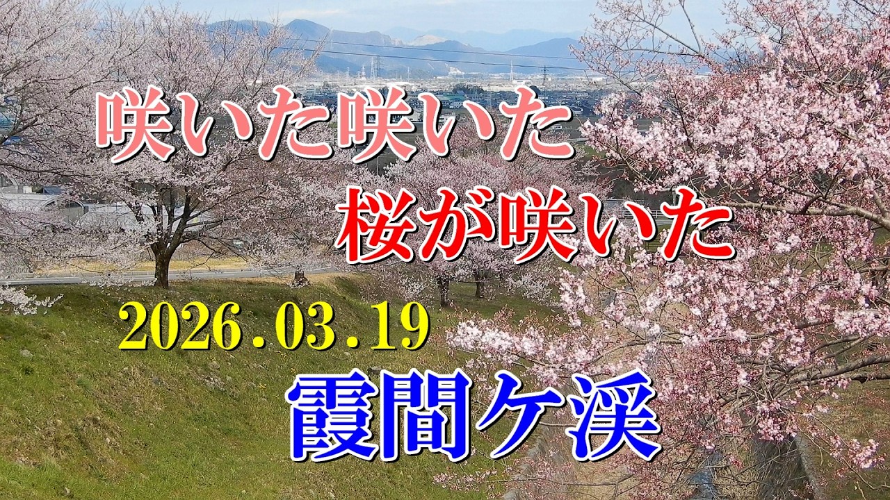 咲いた咲いた桜が咲いた 2026.03.19 霞間ケ渓 - YouTube