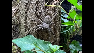 A Stowaway Huntsman from Australia rehouse and care