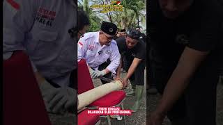 Tutorial Sembelih Sapi qurban | Juleha juru sembelih halal#juleha#tutorial#sembelihsapi