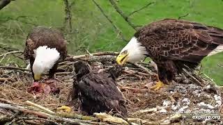 Decorah NorthMom helps Dad feed babies DN17 & DN18 before she leaves on her break! May 4 2024