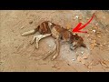 Beautiful Dog with Deep Hole wound on his neck. | Paralyzed Dog