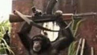 قرد يطلق النار على الناس Monkey shoots Africans