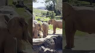 So Many Elephants Up Close 🐘❤️#sandiegozoo #sandiegosafaripark #elephant #shortsfeed