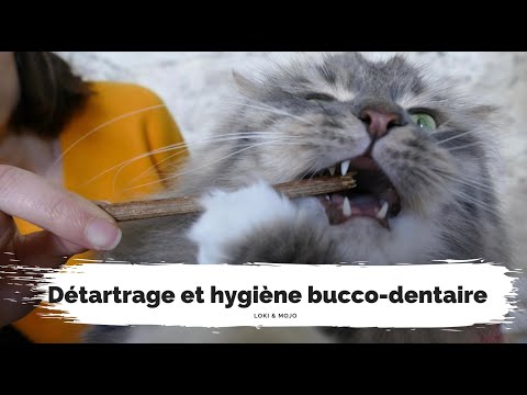 Vidéo: Alimentation Et Santé Dentaire Chez Les Chats