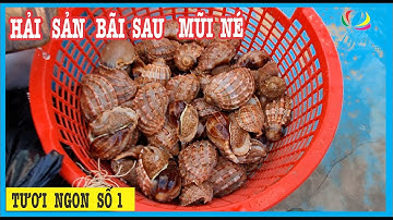 Độc Đáo Hải Sản Bãi Sau Mũi Né Phan Thiết | Nhộn Nhịp Những Chuyến Xuồng Máy