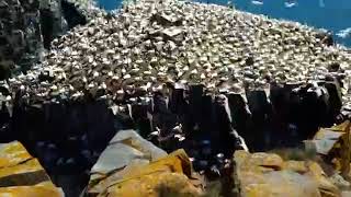 纽芬兰短视频宣传片