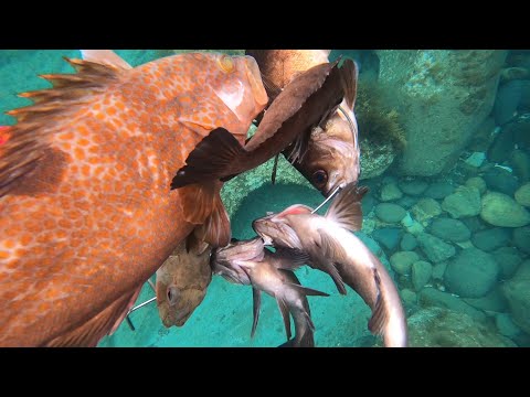 Video: Scorpionfish (ruff sea) - isang kakila-kilabot na naninirahan sa malalim na dagat