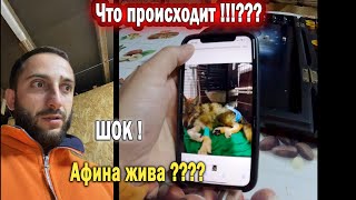 Волчонок Афина воскресла !!! ???? ШОКККККК