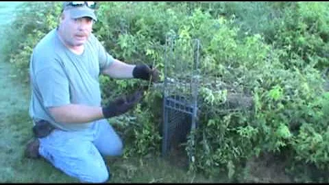 Red Fox trapping with cage traps or box traps