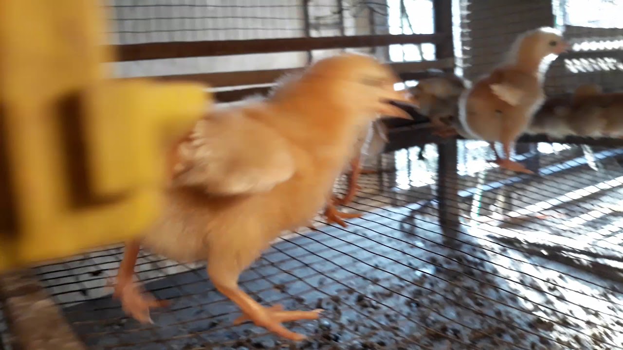Bibit DOC Ayam Petelur Kabupaten Sekadau Kalimantan Barat Hp