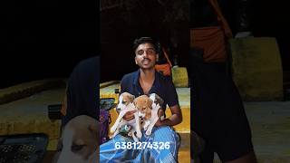 #mandai #dogs #sale 6381274326#
