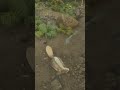 #ark #shorts #shortvideo #gameplay #arkascended #xbox #games