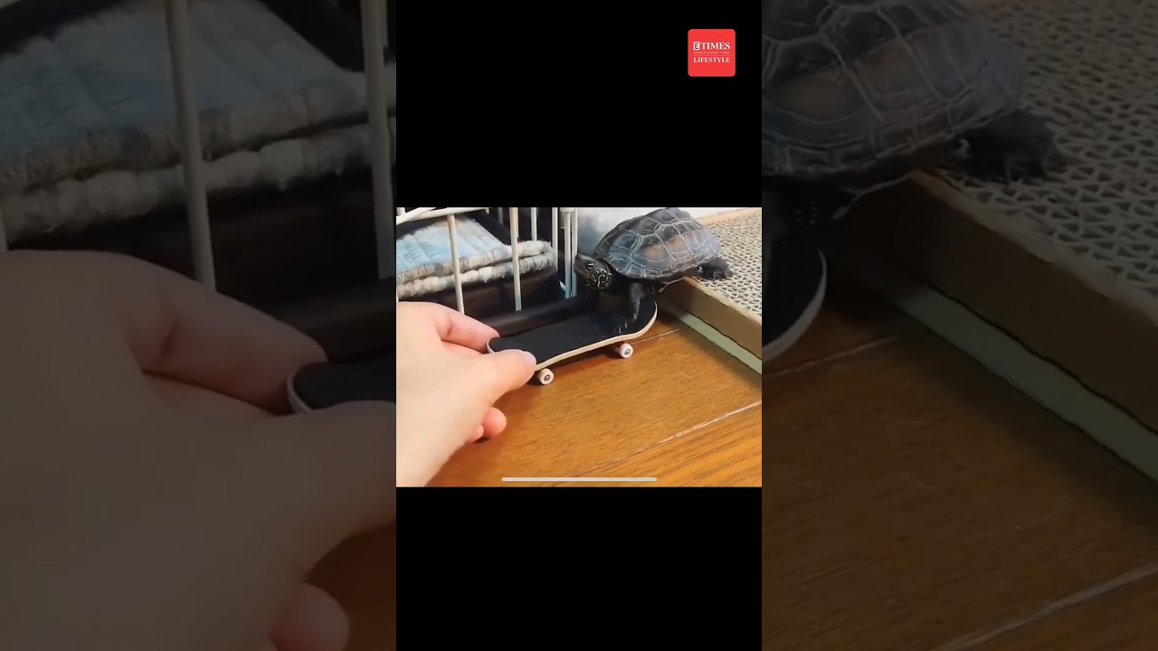 youtube video for Пятая черепашка-ниндзя терроризирует кошку.