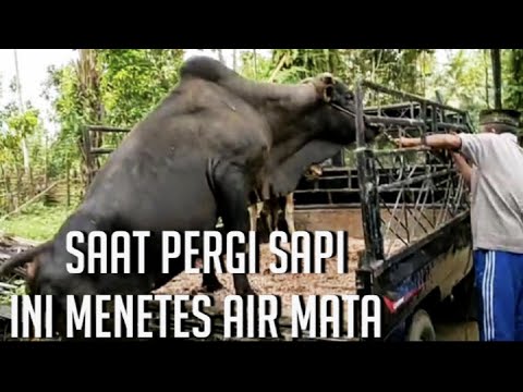 Sapi Qurban Menangis Meninggalkan Pemiliknya